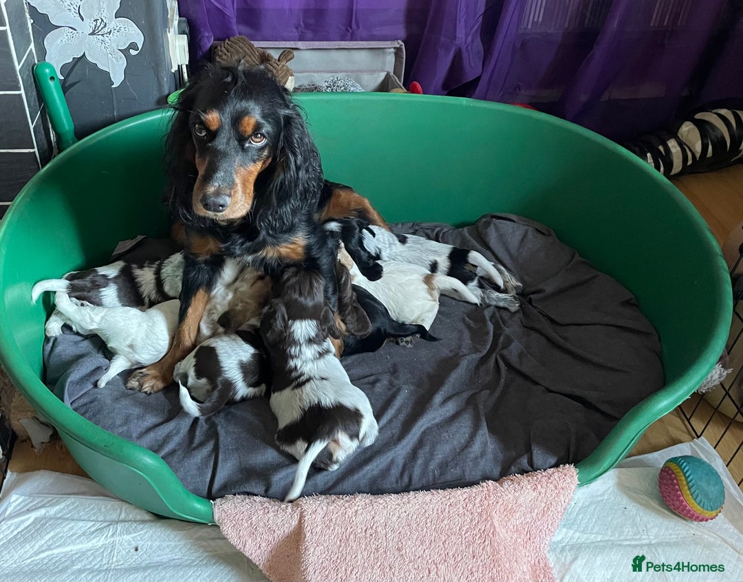 Cocker Spaniel dogs for sale: Beautiful Cocker spaniel puppies  - Image 8