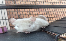 Chinchilla rodents for sale: Chinchilla male - Image 2