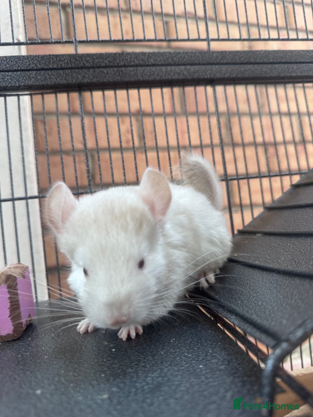 Chinchilla rodents for sale: Chinchilla male - Image 2
