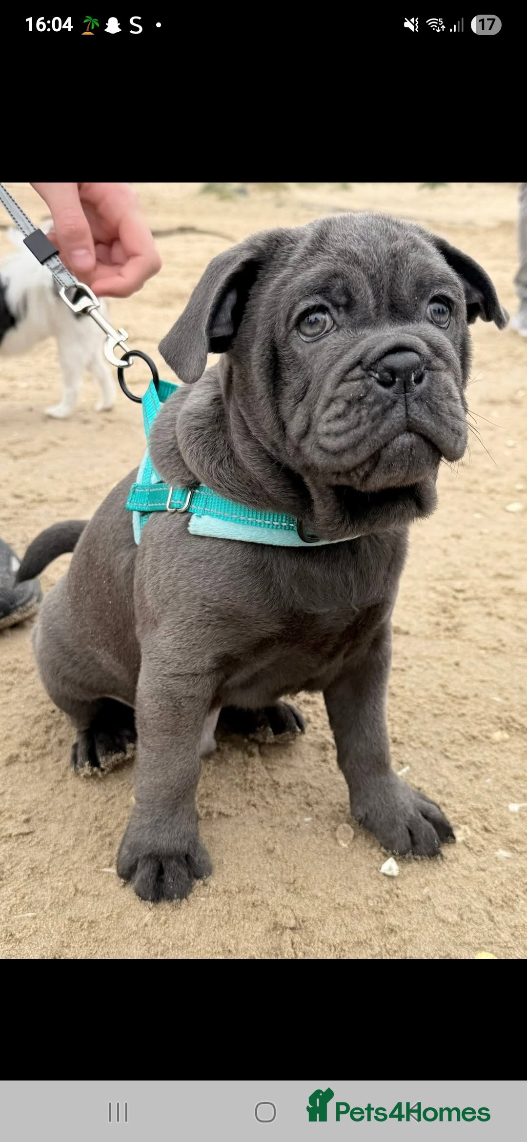 Mixed Breed dogs English bulldog x pug - Advert 4