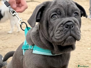 Mixed Breed dogs English bulldog x pug - Advert 3