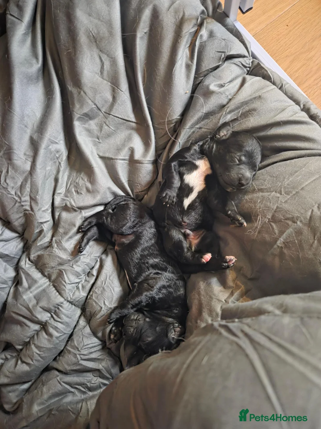 Cavapoo dogs for sale: 4 black cavapoo pups 2 girls and 2 boys  in Edinburgh - Advert 2