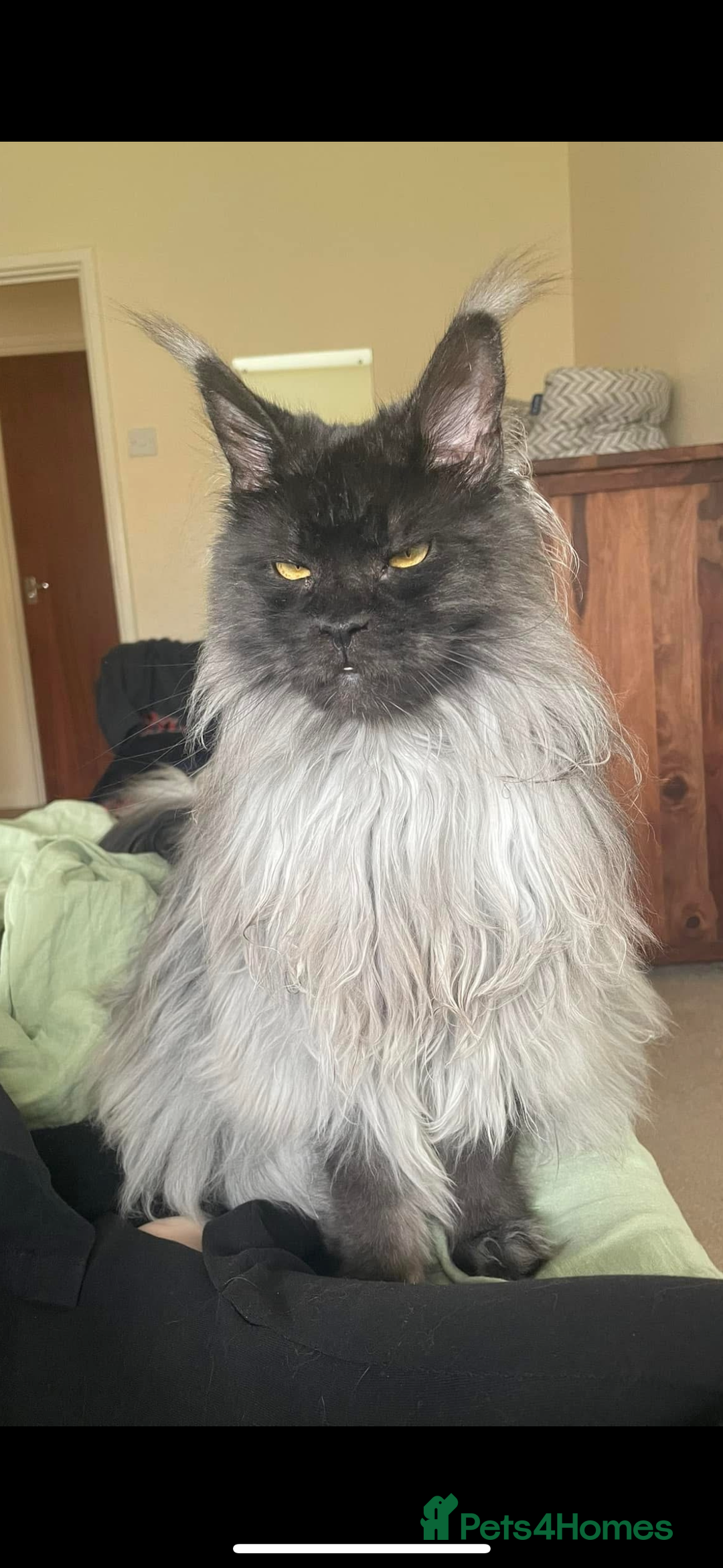 Maine Coon cats for sale: Russian Import Maine Coon Kittens  - Advert 15