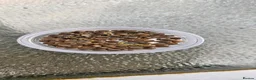 Stick Insects invertebrates for sale: Stick Insects eggs 10+  - Advert 2
