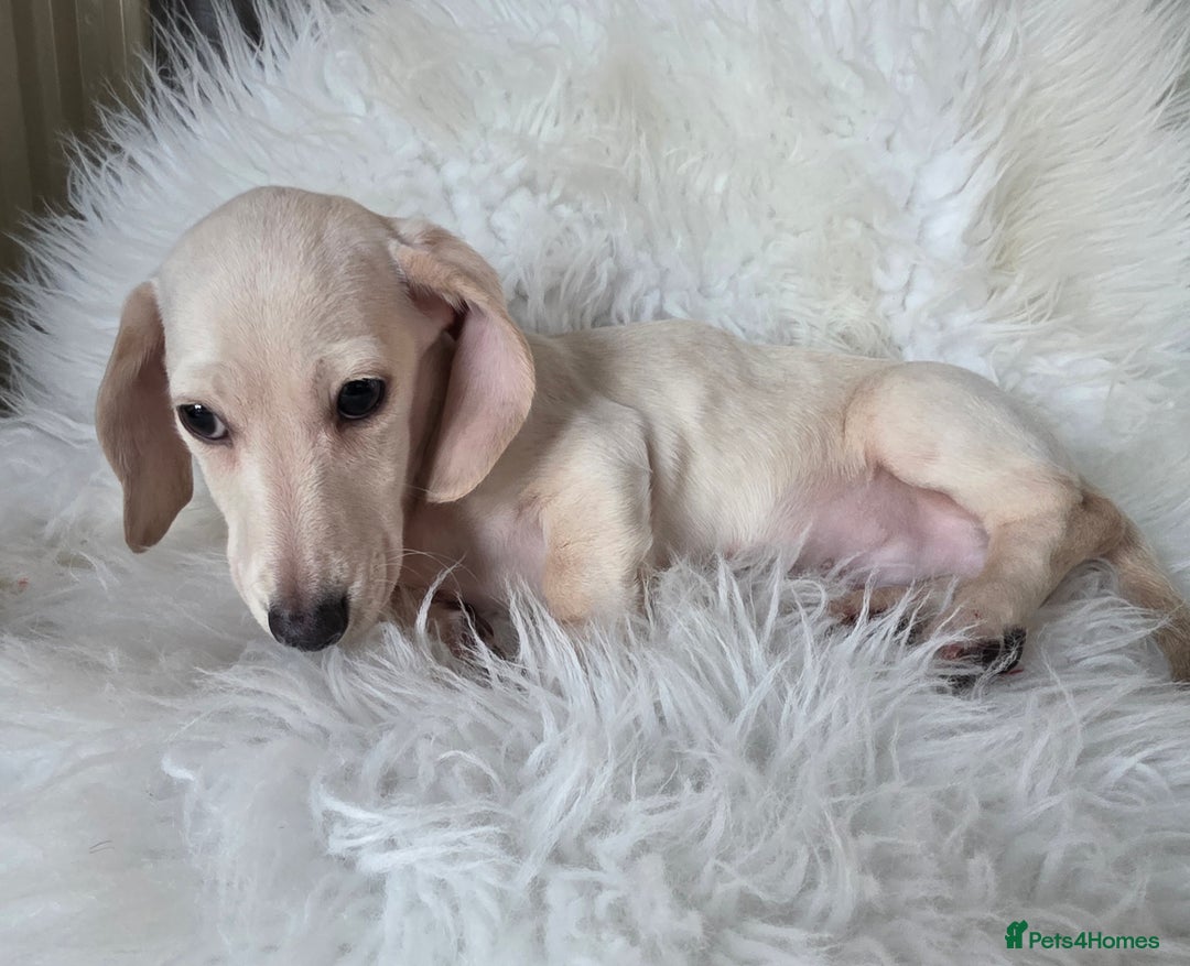 Miniature Dachshund dogs for sale: REDUCED LITTER KC REG mini Daxi  - Advert 4