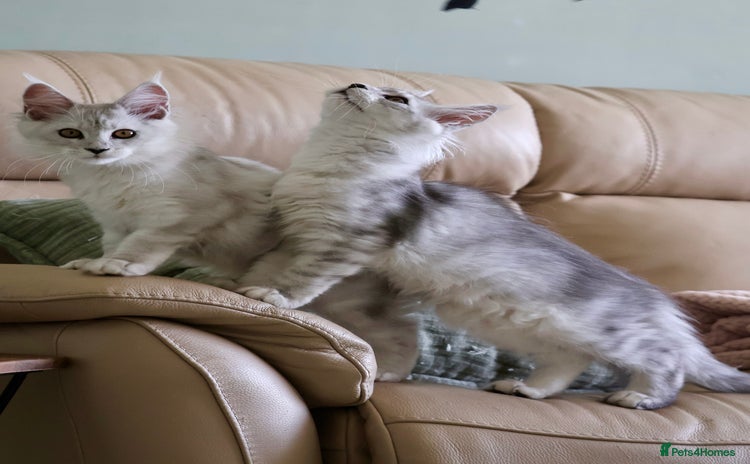 Maine Coon cats - Advert 9