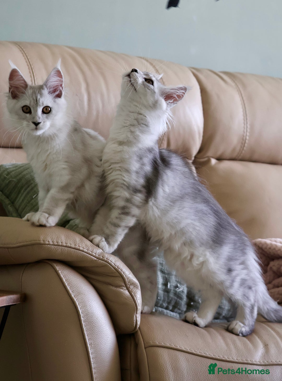 Maine Coon cats for sale: **ONLY 2** High Silver Shaded Kittens Left!😻 - Image 1