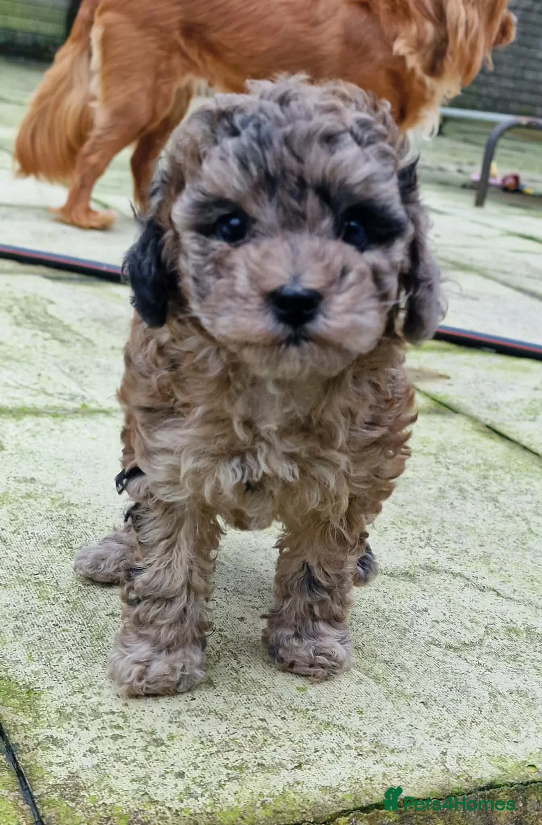 Mixed Breed dogs for sale: Health tested 3/4 Merle Toy Poodles  - Advert 2