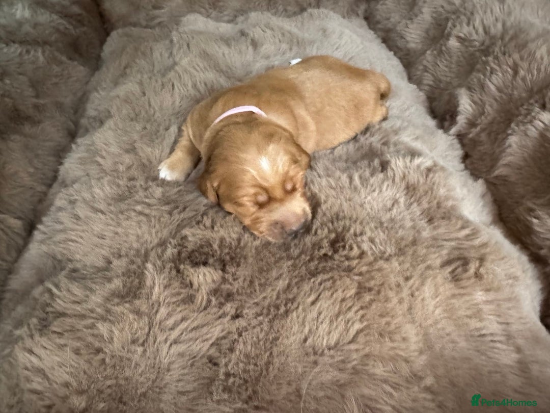 Golden Retriever dogs for sale: Golden retriever puppies  - Advert 18