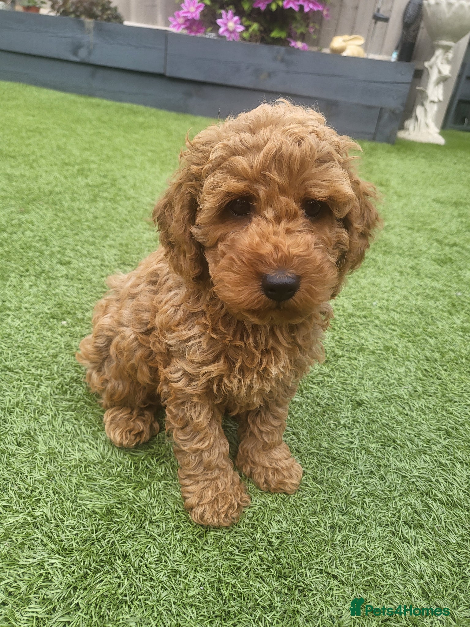 Cockapoo dogs F1b Show cockapoos ( ready now) - Advert 15