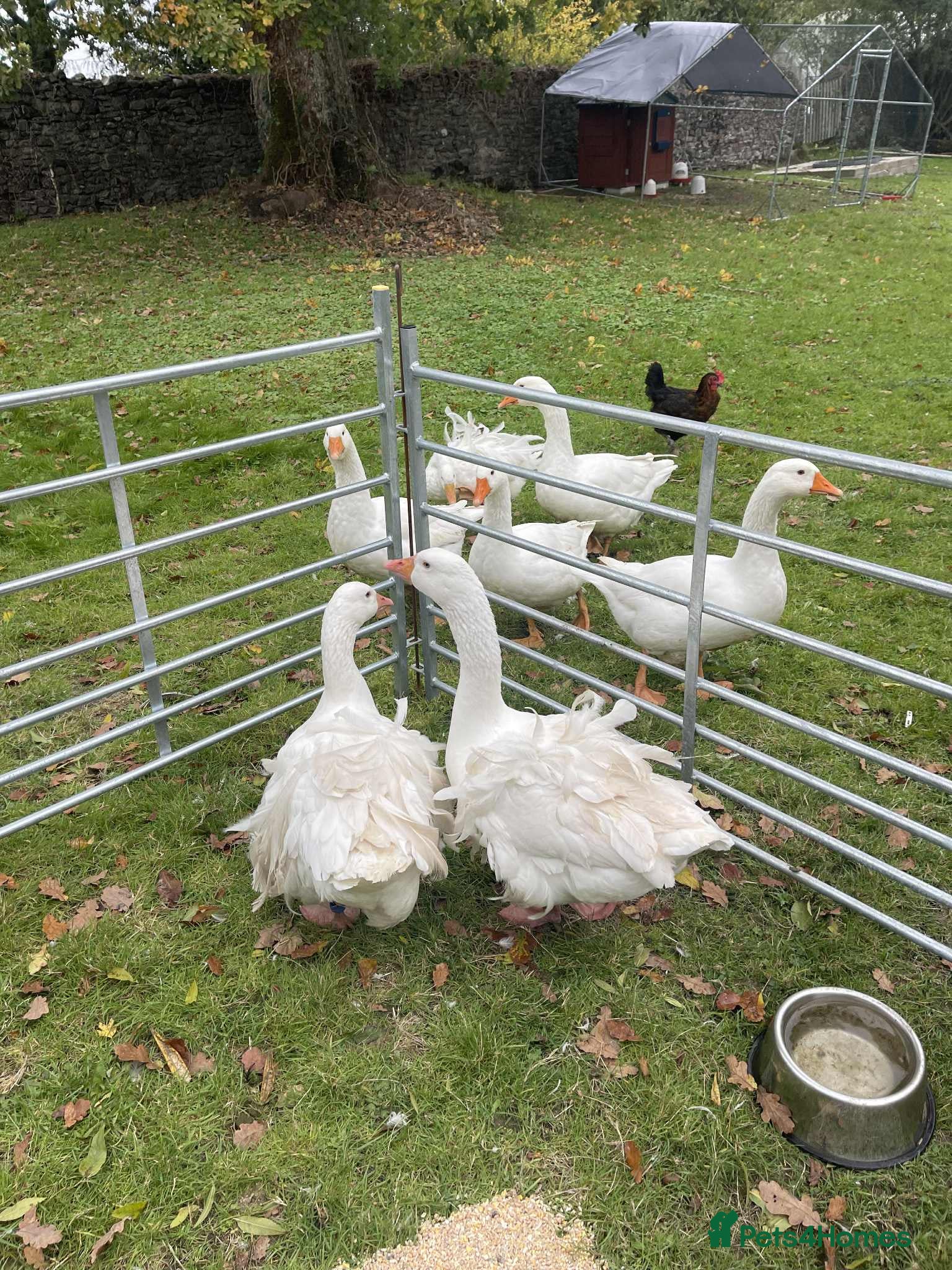 Geese poultry Sebasterpol geese - Advert 8