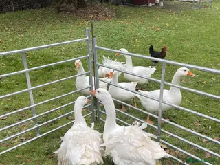 Geese poultry Sebasterpol geese - Advert 6