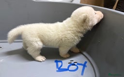 Akita dogs for sale: American Akita Puppies - Image 12