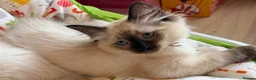 Ragdoll cats for sale:  Last one looking forever home, ready to go now  - Advert 15