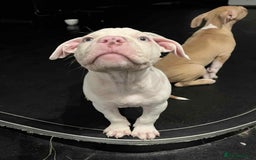 Mixed Breed dogs for sale: 2 white boys available  Ready to leave now - Image 2