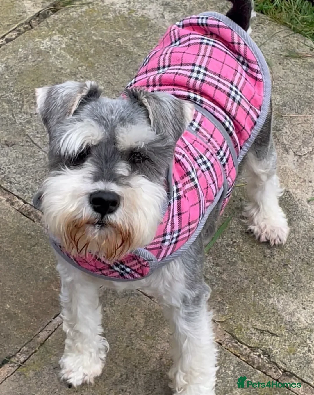 Miniature Schnauzer dogs for sale: KC registered female miniature schnauzer adult  - Advert 1