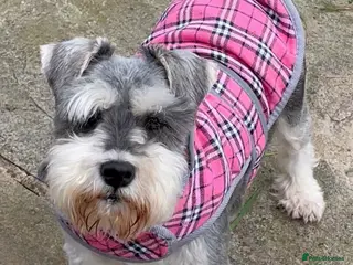 Miniature Schnauzer dogs KC registered female miniature schnauzer adult - Advert 7