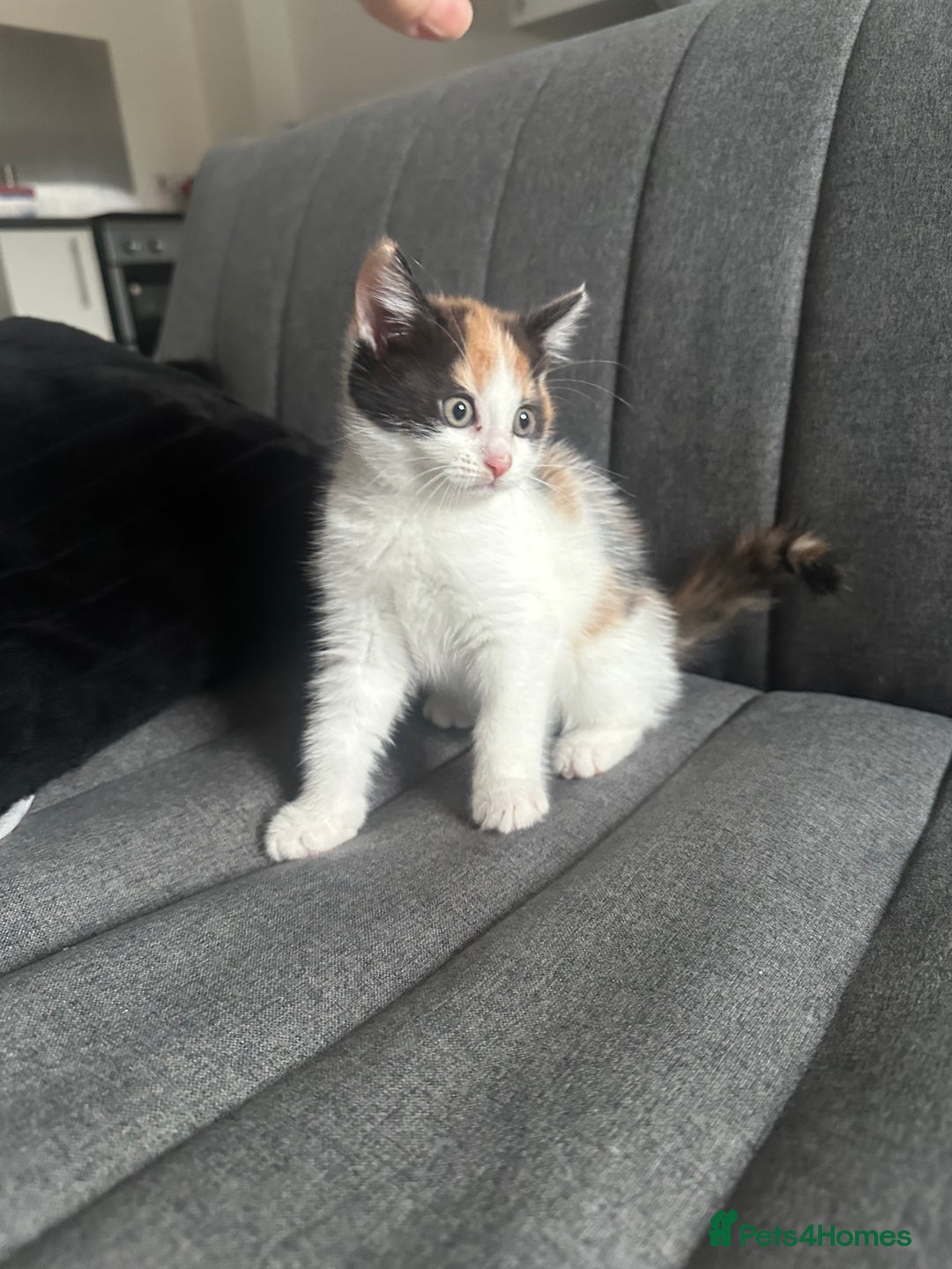 Mixed Breed cats for sale: 1 female kitten with beautiful colors £250 - Image 4