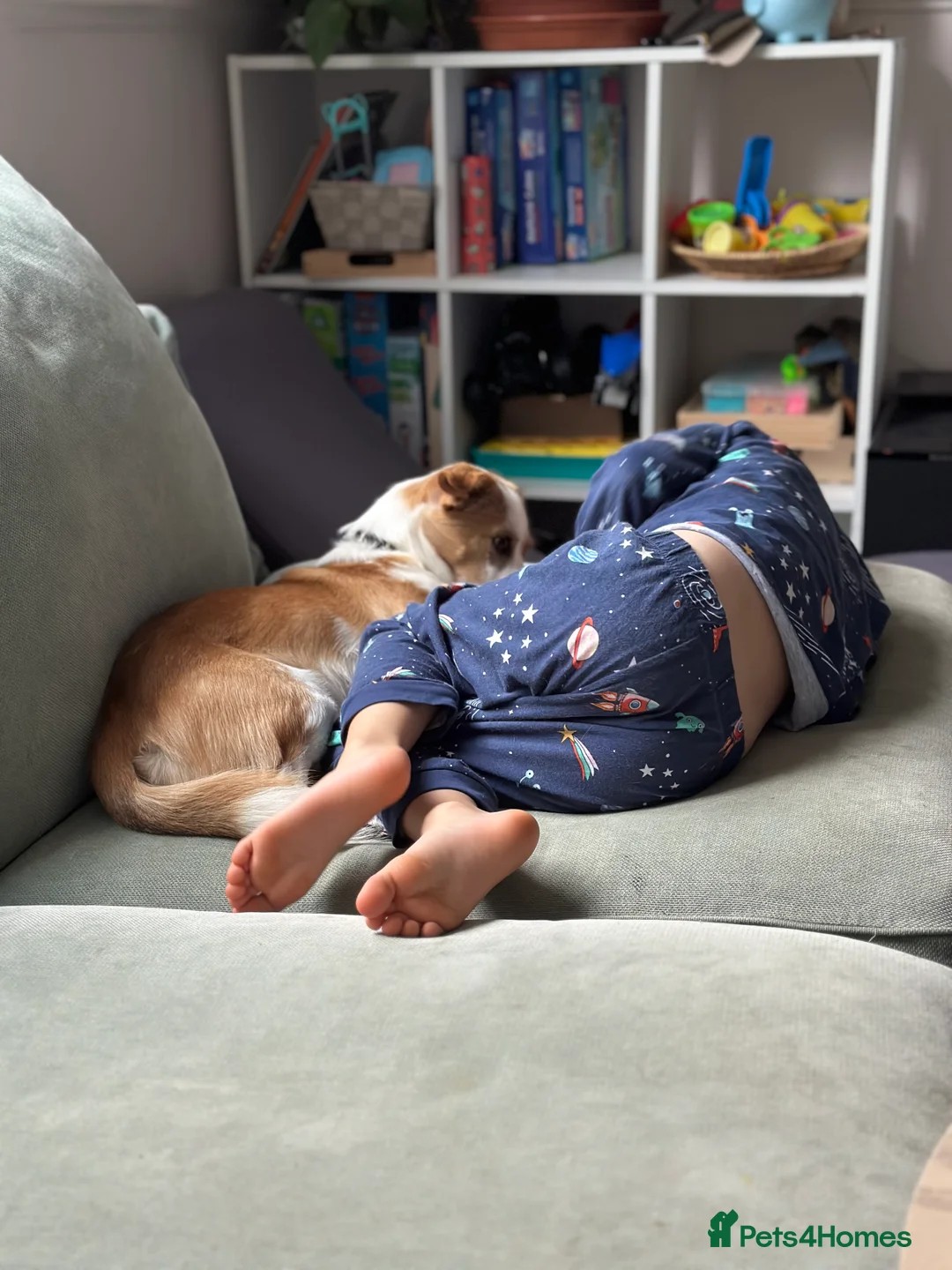 Mixed Breed dogs for sale: Dog for rehoming - Advert 9