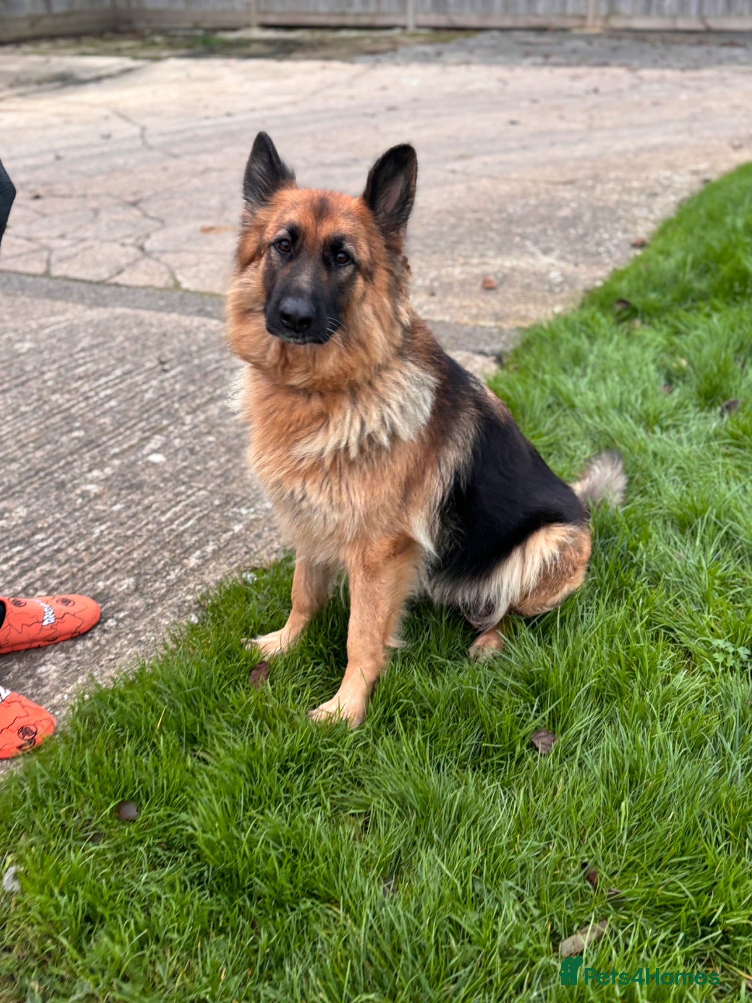 German Shepherd dogs Beautiful German shepherd puppies - Advert 17