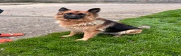 German Shepherd dogs for sale: Beautiful German shepherd puppies - Advert 1