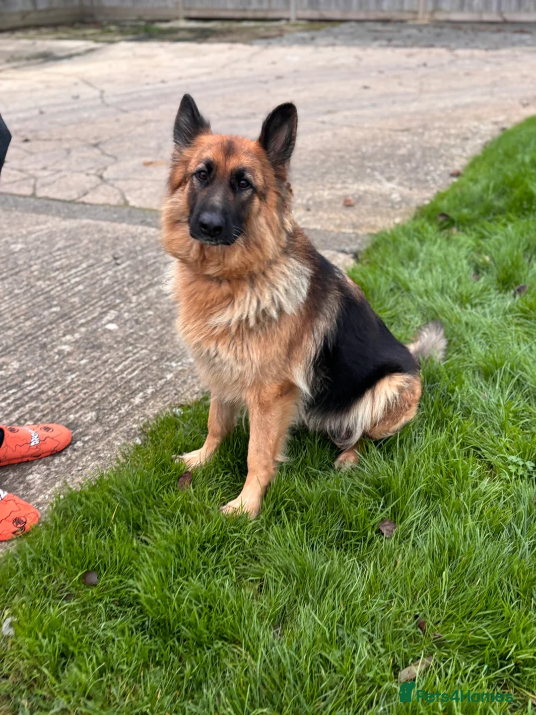 German Shepherd dogs for sale: Beautiful German shepherd puppies - Advert 1