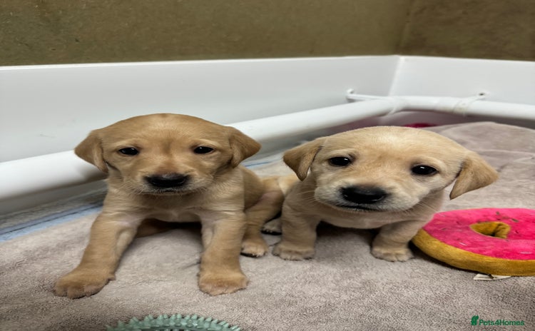 Labrador Retriever dogs - Advert 13