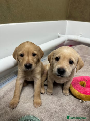 Labrador Retriever dogs - Advert 13