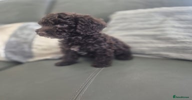 Cockapoo dogs - Advert 10