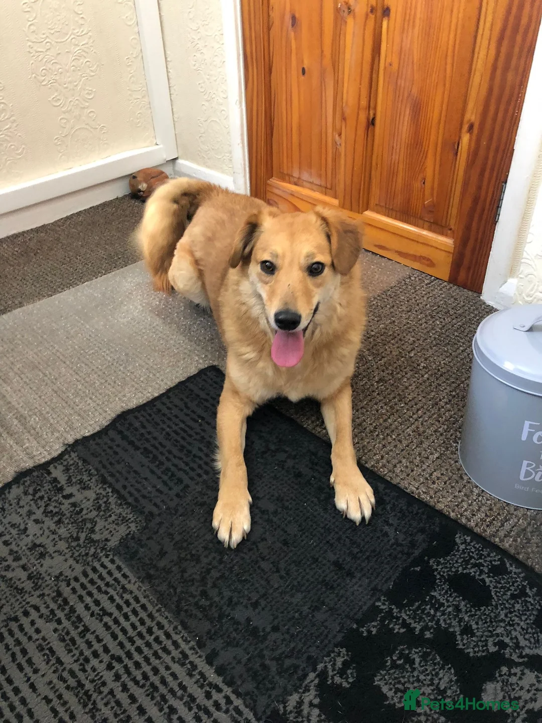 Mixed Breed dogs for adoption: Myla  in Beverley - Advert 3