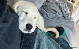 Golden Retriever dogs for sale: Golden Retriever  - Image 2