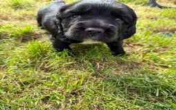 Cocker Spaniel dogs for sale: KC health tested cocker spaniel puppies  - Image 10