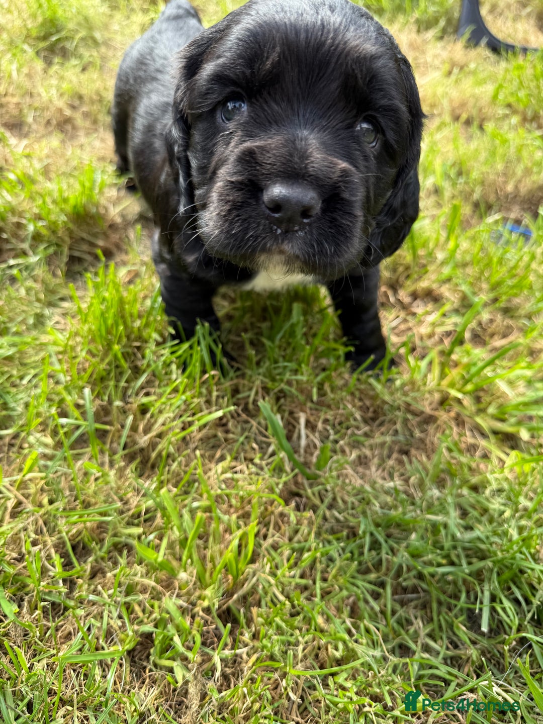 Cocker Spaniel dogs for sale: KC health tested cocker spaniel puppies  - Image 10