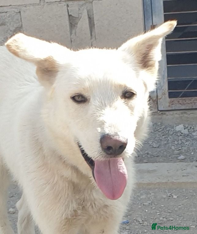 Mixed Breed dogs Lucia - a puppy gentle but timid  - Advert 4