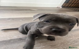 Staffordshire Bull Terrier dogs for sale: Stunning Blue Staffordshire Bull Puppies for sale - Image 22