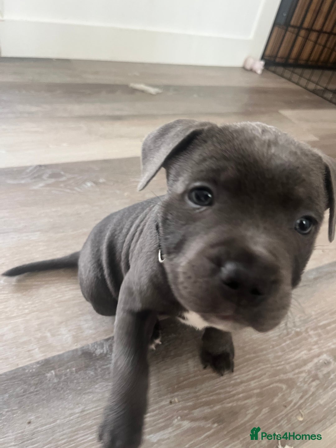 Staffordshire Bull Terrier dogs for sale: Stunning Blue Staffordshire Bull Puppies for sale - Image 22