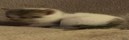 British Longhair cats for sale: Lovely Kittens - Advert 9