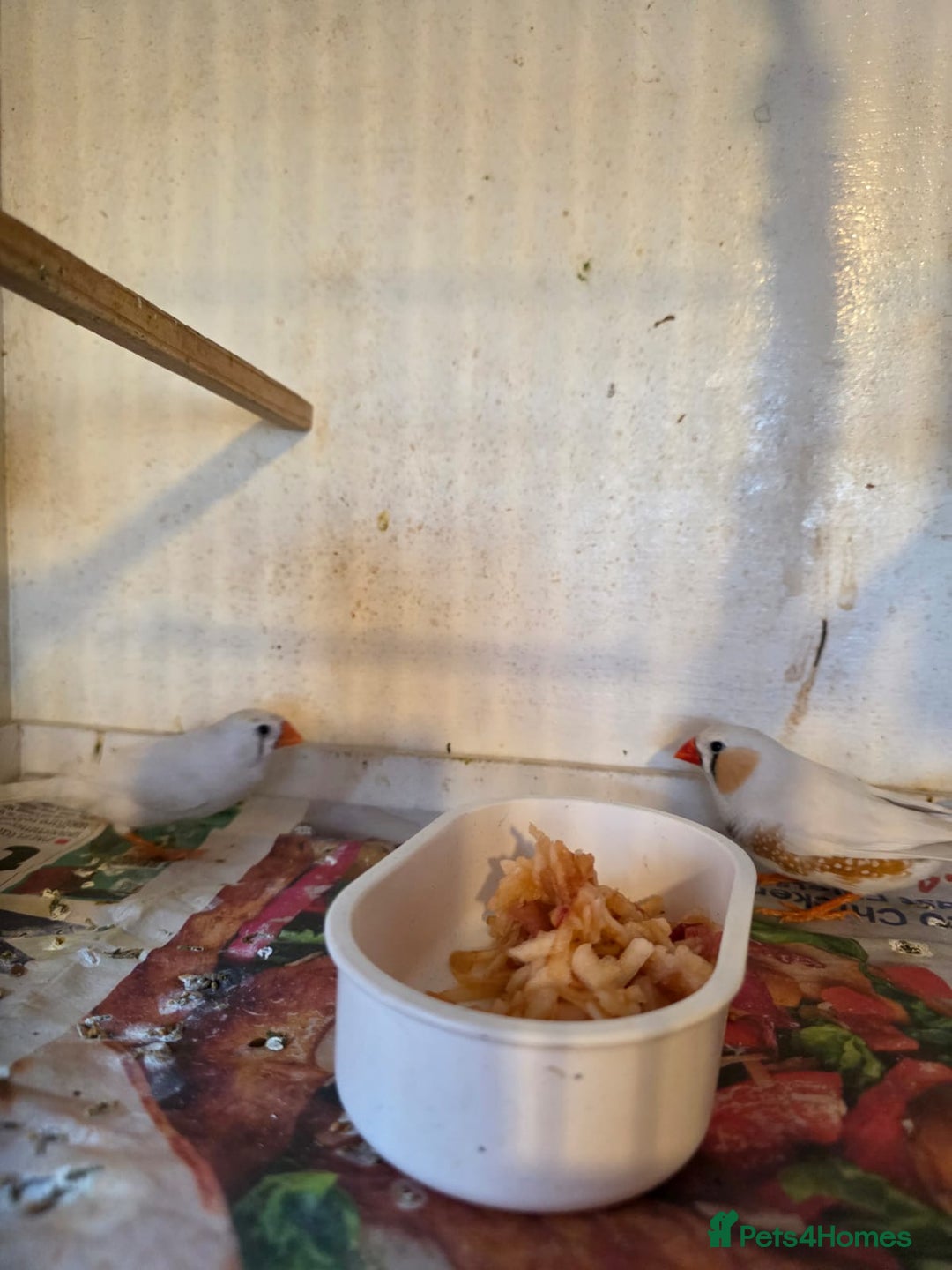 Finches birds for sale: Finches, Canaries and Budgies - Image 3