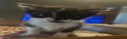 Mixed Breed cats for sale: Mother & Son  in Newcastle - Advert 3