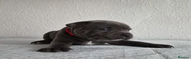 Staffordshire Bull Terrier 4