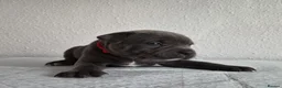 Staffordshire Bull Terrier dogs for sale: KC Registered Staffordshire Bull Terrier Puppies - Advert 13