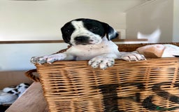 Pointer dogs for sale: KC reg Pointer Puppy - Image 16