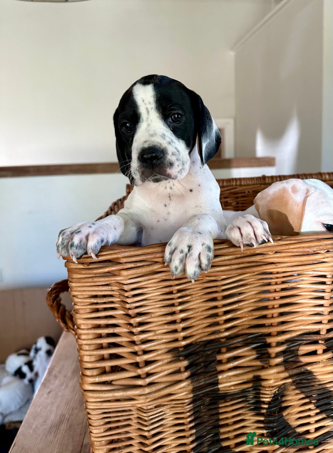 Pointer dogs for sale: KC reg Pointer Puppy - Image 16