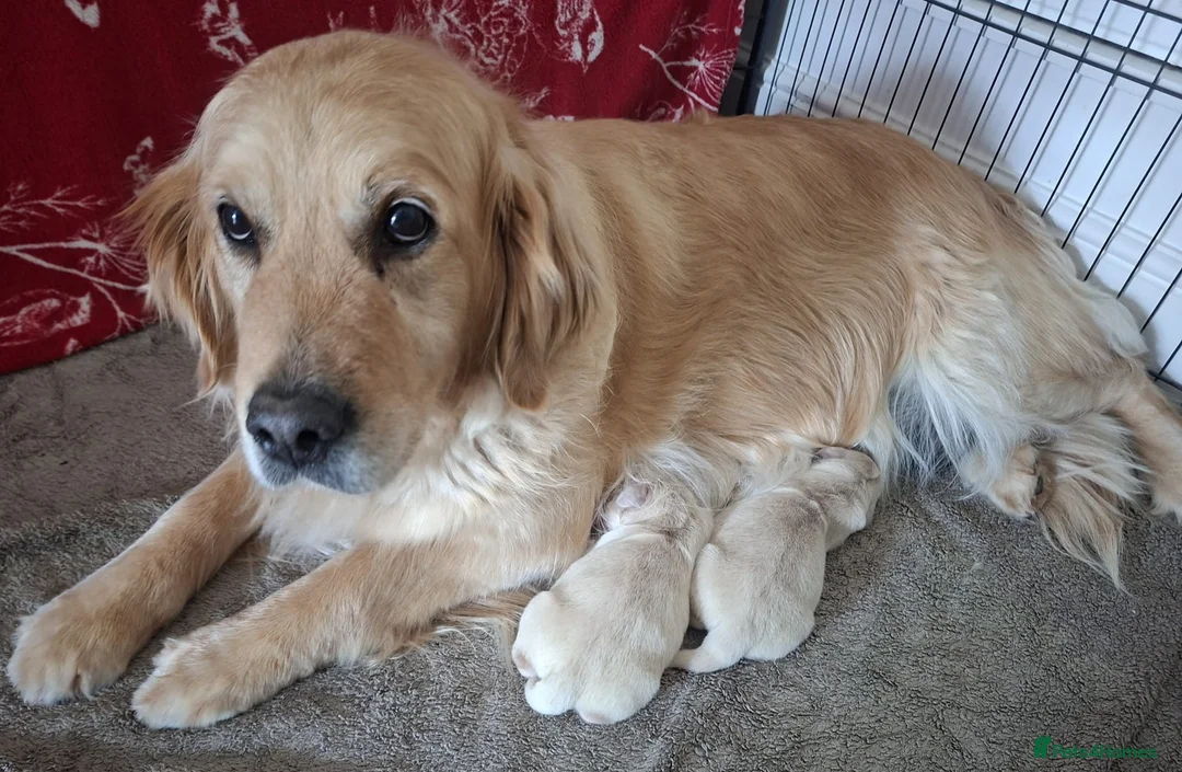 Golden Retriever dogs for sale: Gorgeous golden retriever puppies! - Advert 2