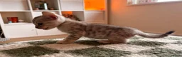 Bengal cats for sale: Bengal Kittens - Advert 8