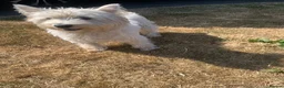 West Highland Terrier dogs for sale: Pedigree Westies - Advert 6