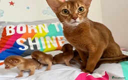 Abyssinian cats for sale: Available NOW 🤩Abyssinian kittens 😍 in Lincoln - Image 23