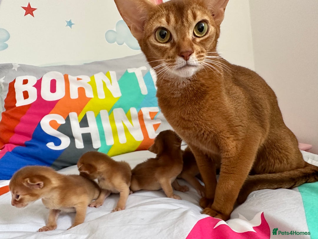 Abyssinian cats for sale: Available NOW 🤩Abyssinian kittens 😍 in Lincoln - Image 23