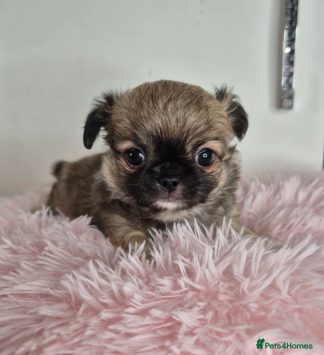 Chihuahua dogs for sale: KC registered tiny Chihuahua puppies  - Advert 8