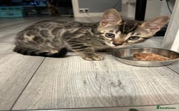 Bengal cats for sale: Bengal Cat for Sale – Playful and Independent - Image 6